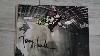 Déballage De L'autographe De Tony Hawk : Une Photo Dédicacée à La Main Par Tony Hawk Bs 180 Thps Signed Autographs